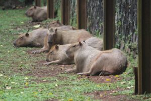 A group of capybaras resting together in line in forest.