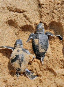 Baby sea turtles moving toward the ocean