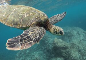 Sea turtle swimming under water near coral reef