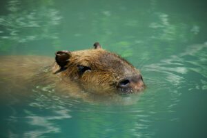 A brown capybara swimming and resting in water.