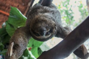 Two toed sloths hanging up on a tree branch