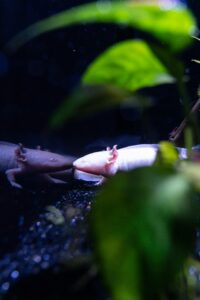 Two axolotl salamanders in a freshwater aquarium habitat