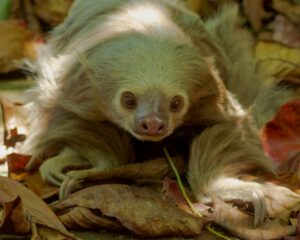 Two-toed sloth close up