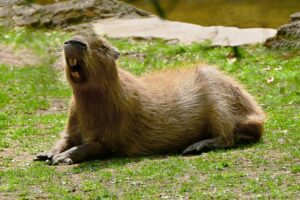 A large brown capybara resting on green grass with its wide mouth open.