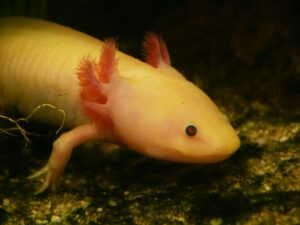 close-up of a pink axolotl salamander showing external gills
