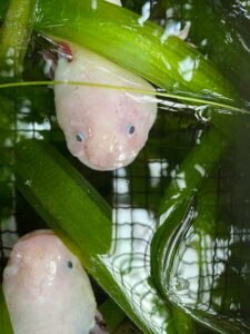 Leucistic axolotl pets in a heavily planted freshwater tank