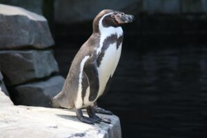 Galapagos penguin standing on a rock