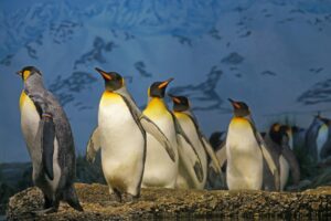 A group of a King penguins walking together