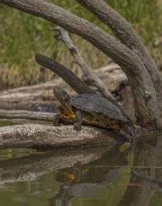 Sea turtle resting on a broken tree near water
