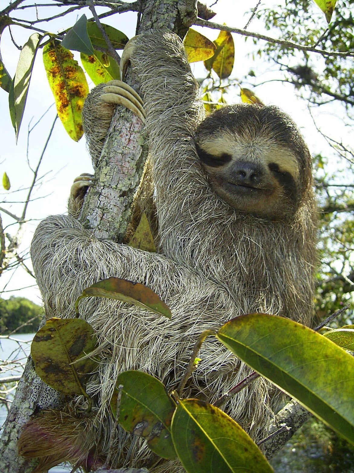 A pygmy three-toed sloth climbing a tree branch