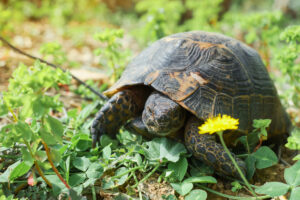 Turtles eating plants in its natural environment