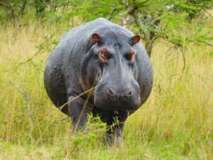 close-up of a large hippopotamus standing in an African savanna field.