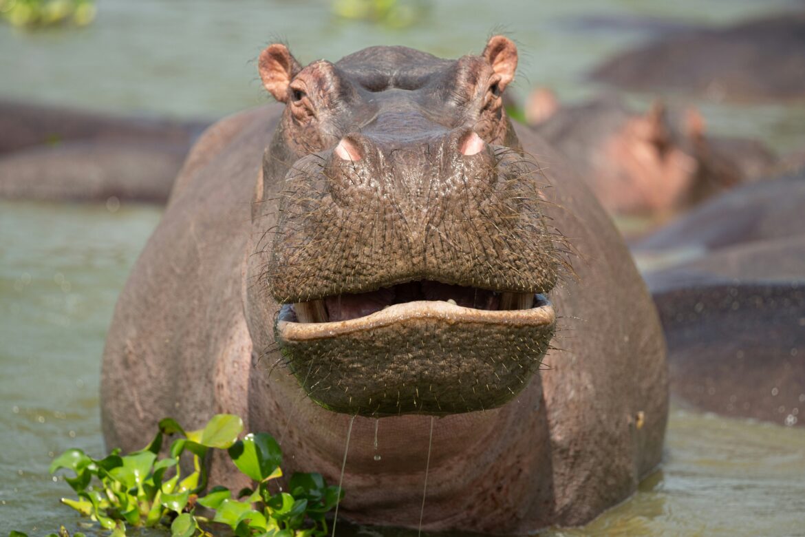 Close-up of a hippopotamus face , showing his sharp teeth and jaws