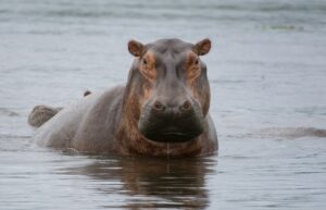 Hippopotamus relaxing in the water with his head up.