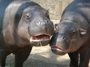 Close-up of a two hippopotamus facing each other 